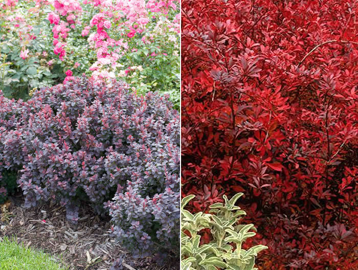 Japanese Barberry Concorde and Red Chief are one of the more popular purple and red varieties.