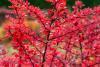 El arlequín de agracejo japonés es apreciado por su follaje rojo altamente decorativo.