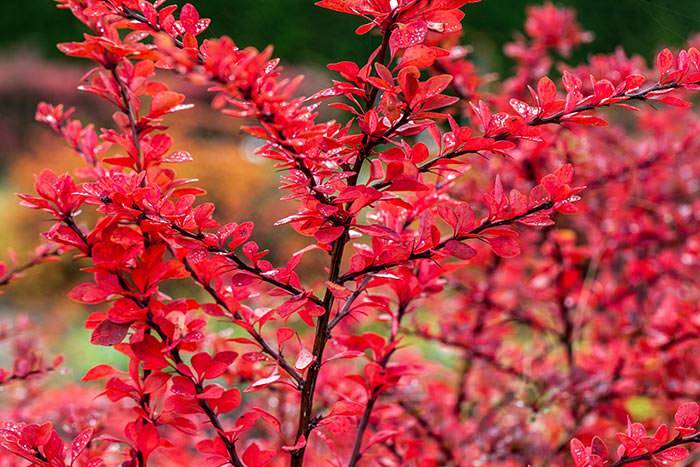 Japanese Barberry Harlequin is prized for its highly-decorative red foliage.