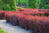 Berberis arbusto o crespino giapponese è una delle scelte più popolari per la copertura nel Regno Unito.