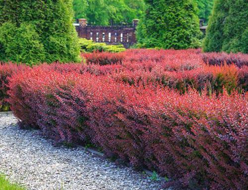 Landscaping with Berberis Shrubs – Best Japanese Barberry Varieties to Grow
