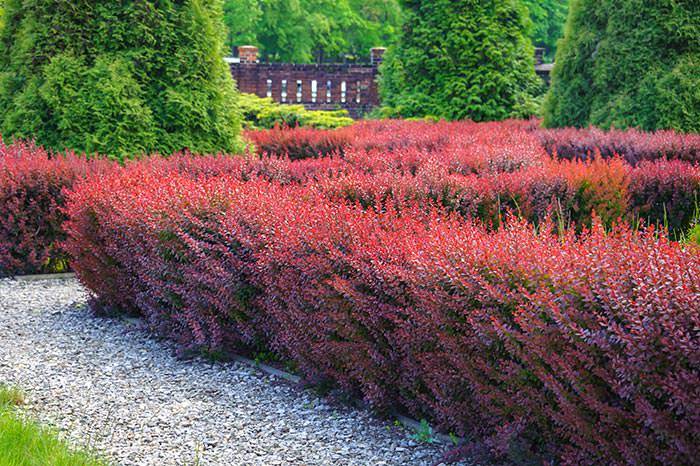 Berberis shrub or Japanese Barberry is one of the most popular choices for hedging in the United Kingdom.