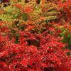 Berberis Thunbergii Orange Dream turns from coral orange to a vivid scarlet red in the autumn.