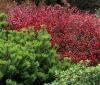 Berberis buskar kompletterar vintergröna sorter med sina färgglada lövverk.