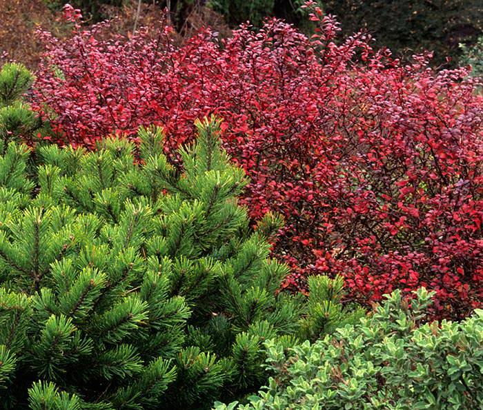 Berberis shrubs complement evergreen cultivars with their colourful foliage.