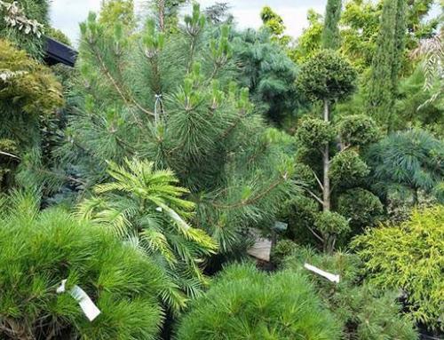 Best Dwarf Conifers for Landscaping: Small Spaces, Big Ideas