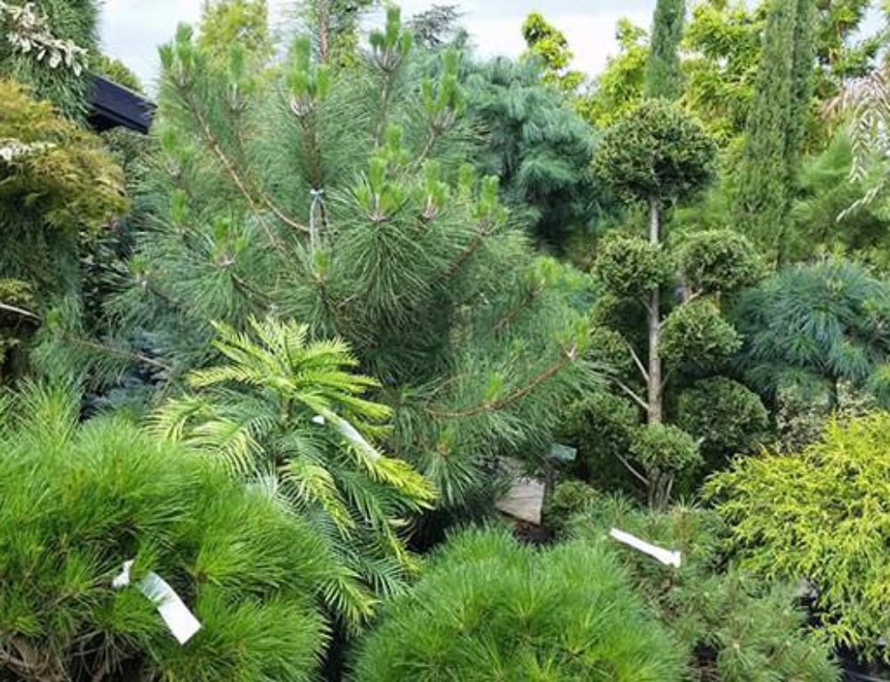 Conifers For Shade. Buy Online UK