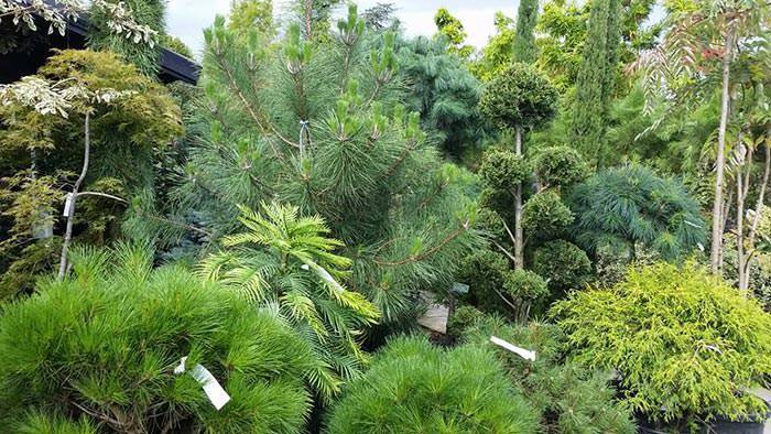Dwarf Conifers For Landscaping, Dwarf Conifer Garden Ideas