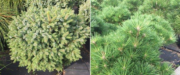 Although most of dwarf conifers in the UK are more suited for full sun, there are some who are shade-tolerant.
