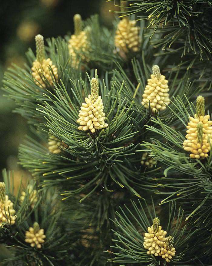 Due to their compact size, dwarf conifers are an excellent choice for gardens with limited space available.