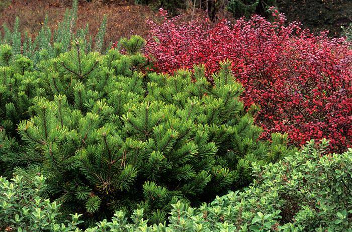 One of our most popular dwarf conifers we have for sale is the attractive Pinus Mugo Kobold.