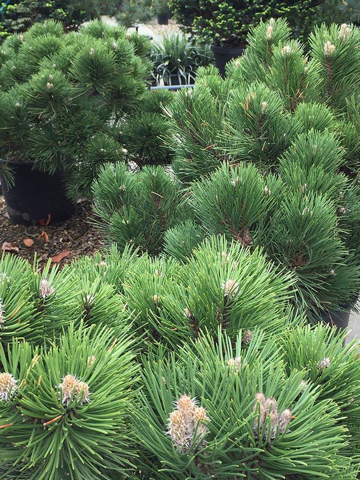 Dwarf conifers are known for being low-maintenance and extremely adaptable to various conditions.
