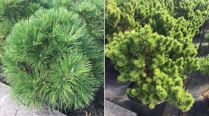 The textured foliage and the stunning growth habit of dwarf conifers provide structural value in the landscape.