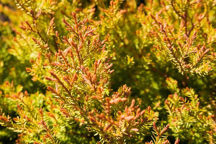 When it comes to dwarf conifers with vibrant foliage, Thuja Fire Chief is the absolute stunner.