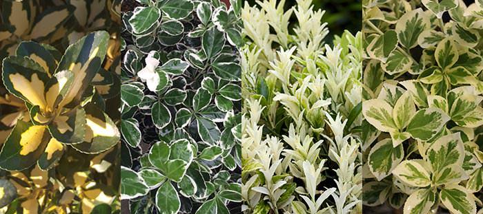 Euonymus Spindle Tree Varieties For Sale Uk Paramount Plants Euonymus Spindle Tree Varieties For Sale Uk Paramount Plants