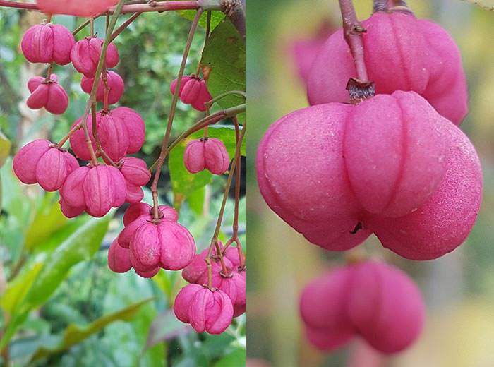 Eonymus Europaeus will wow you in the autumn, when its crown is enveloped in pink seed pods.