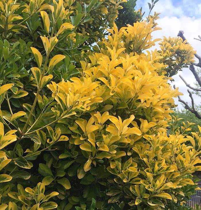 Euonymus Fortunei is one of the more popular species, and boasts many attractive cultivars.