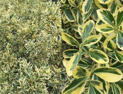 Euonymus: Spindle Tree Varieties and How to Use Them