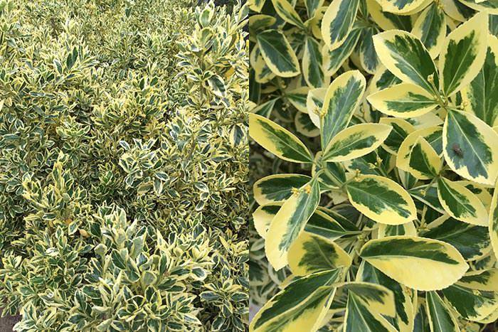 Euonymus varieties can be evergreen and deciduous, but in both cases, they boast attractive foliage.