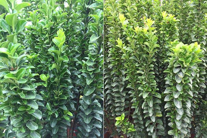 Euonymus Spindle Tree Varieties For Sale Uk Paramount Plants