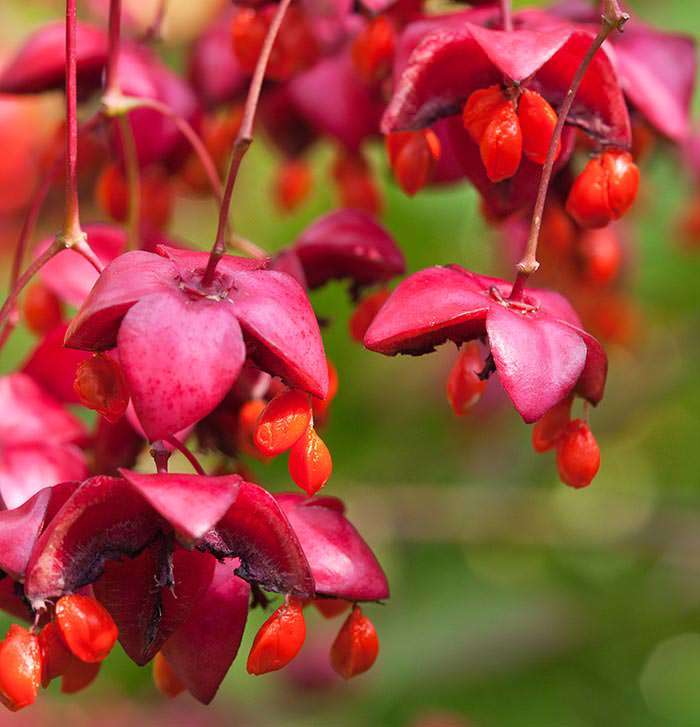 spindle tree spindle tree