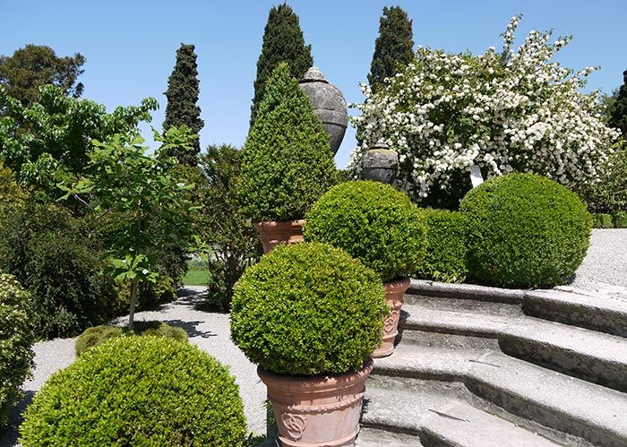 Modern topiaries have a clean design and versatile appeal to gardeners.
