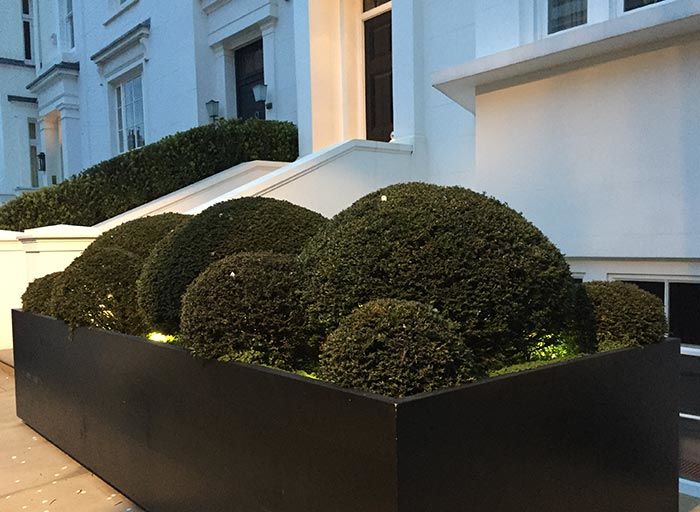Box was the first shrub variety used for topiary art and it is still one of the more popular choices.