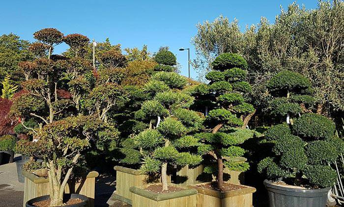 Niwaku cloud trees at Paramount Plants & Gardens are stunning specimens.