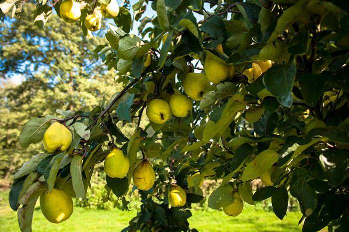 Quince autumn season fruits are a great choice for jellies, jams, and liquors.