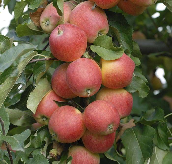 All apple cultivars can be preserved for winter in form of jams, cider, chutneys, and more.