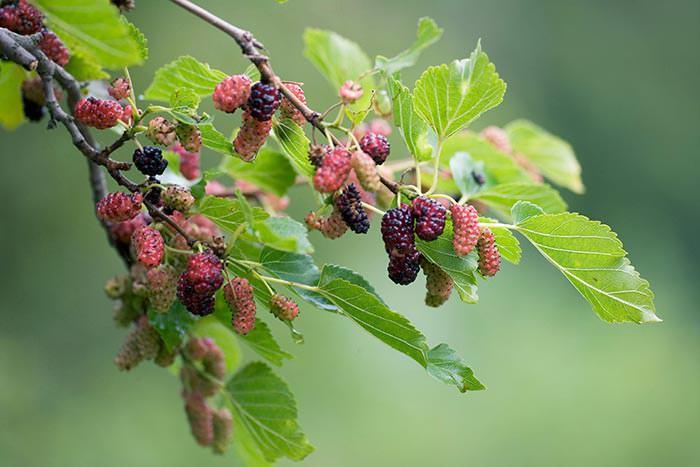 Autumn fruits of mulberry tree can be used for various types of preserves.