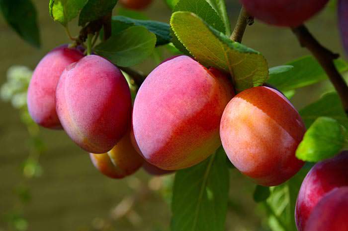 Plum Victoria is one of the most popular autumn fruits for preserves.