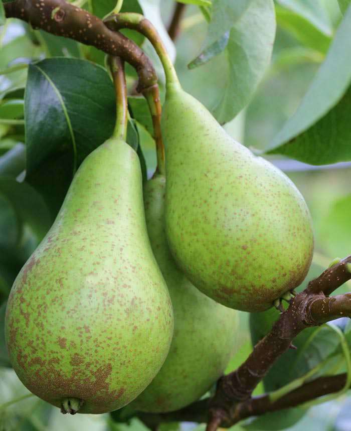 Conference pears are excellent for cooking and making preserves.
