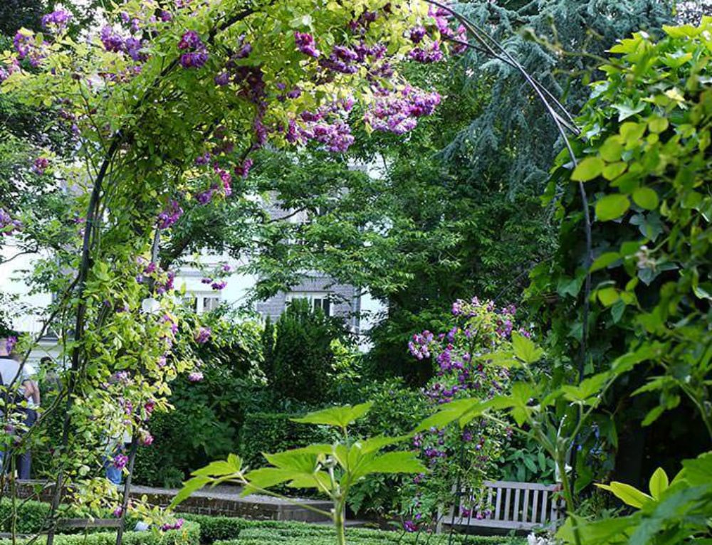 Climbing Plants. Best Evergreen Climbers. UK Garden Centre