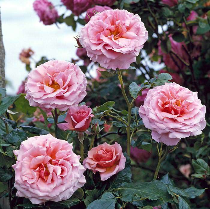 Rose Aloha climbing rose is an excellent choice for training against trellis or pergolas.
