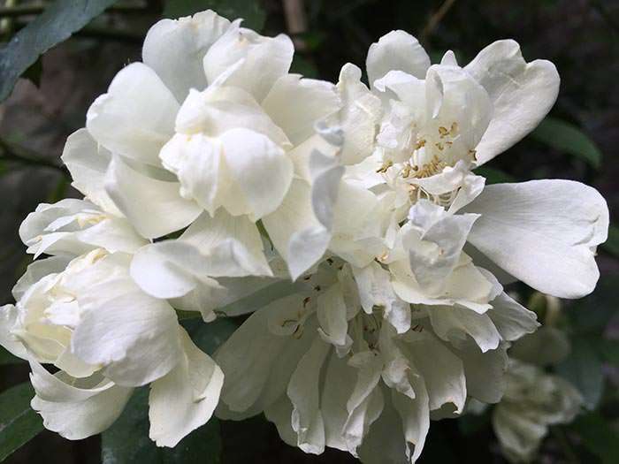 Rambling rose alba is cherished for its masses of pretty white roses.