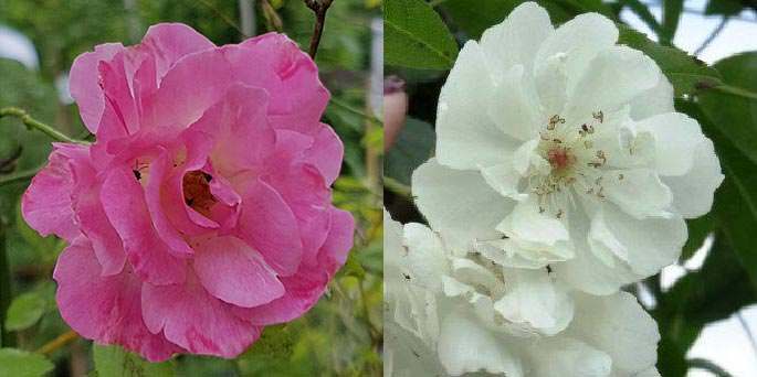 rambling or climbing roses