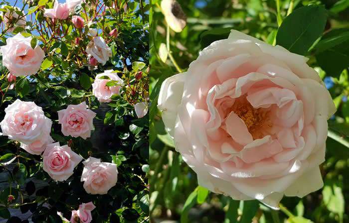 Rosa New Dawn climbing rose has a prolonged flowering season, one of the many reasons it is very popular.