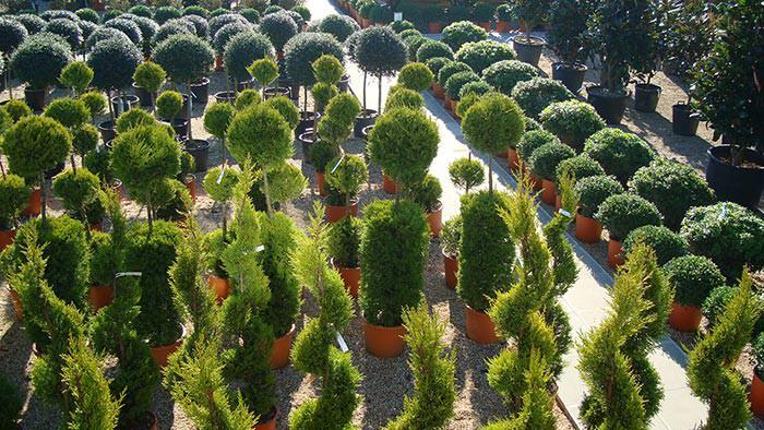 Paramount Plants & Gardens offer a variety of topiaries at their plant centre.