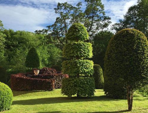 Topiary in Perspective