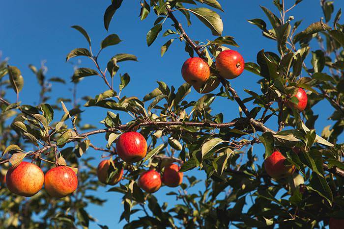 Proper apple tree care will lead to more abundant harvest and healthier plants.