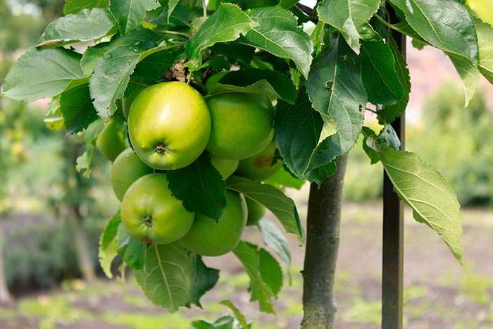 Failing to prevent pest problems for next season can make fruit tree care much harder than it should be.