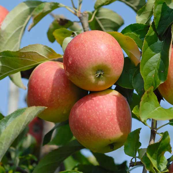 Malus Domestica Pinova apple tree