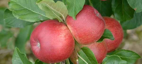 Malus Domestica Santana fruiting apple tree