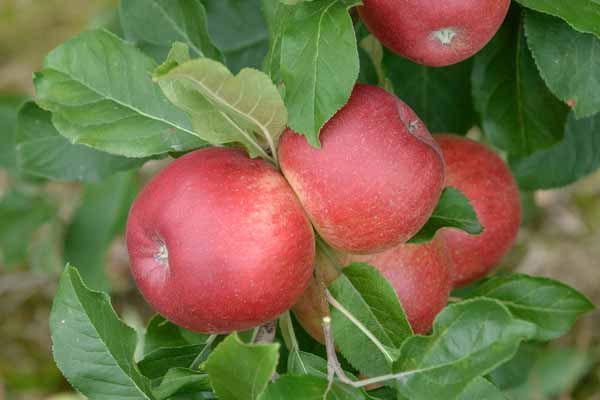 Malus Domestica Santana fruiting apple tree
