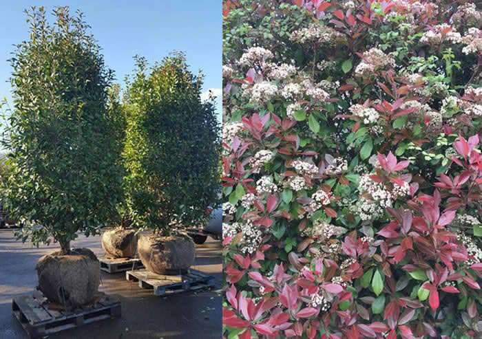 Photinia rootballs bring colour to the garden and make beautiful hedges.