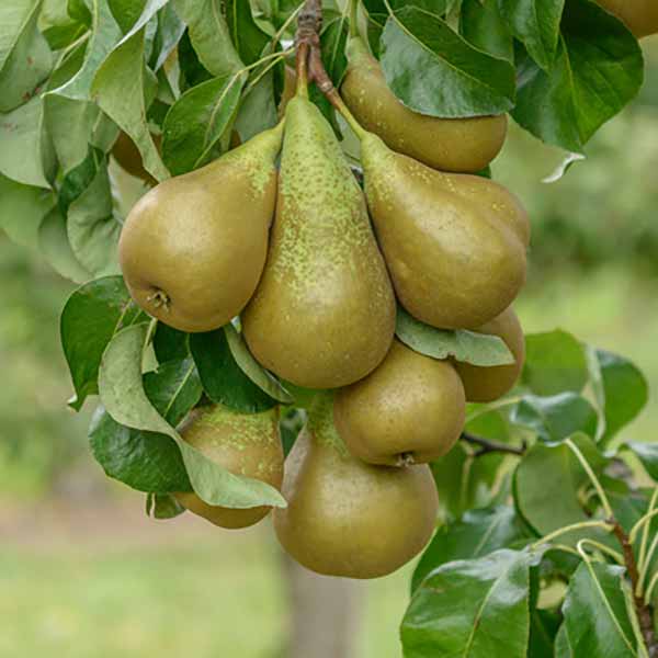 Pyrus Communis Conference Pears