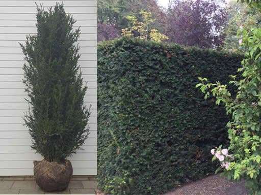 Yew root ball plants are an excellent choice for instant hedges.