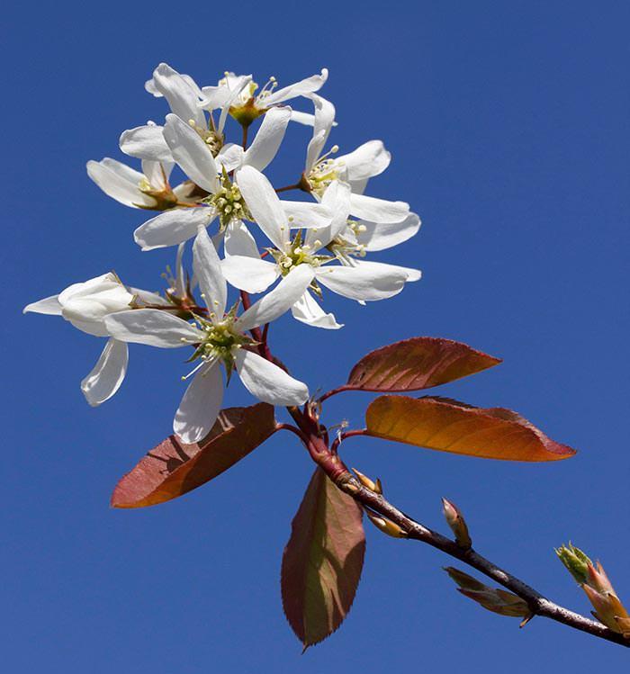 Amelanchier Ballerina variety offers multiple seasons of interest.