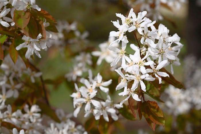 Smooth serviceberry Snowflakes is treasured for its lovely blossoms.